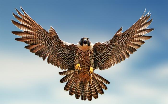 bird falcon photo