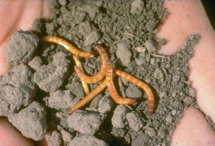 wireworm in the garden