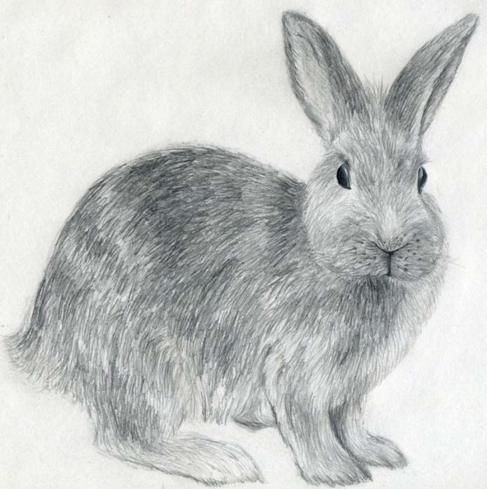 как нарисовать зайца карандашом