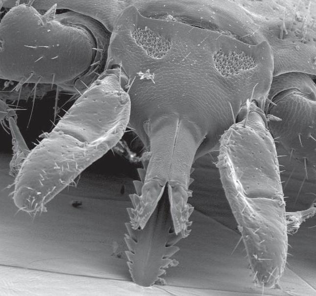 Рот клеща под микроскопом фото