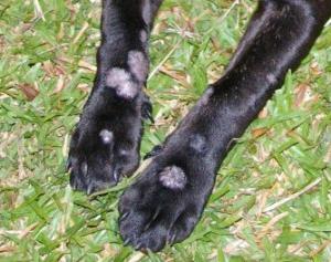 Lichen in dogs