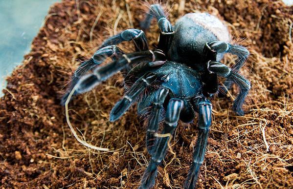 spider tarantula goliath