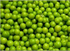 green cherry plum