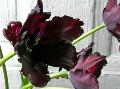 цвет черный тюльпан