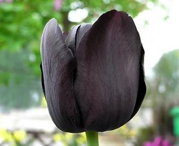 черные тюльпаны фото