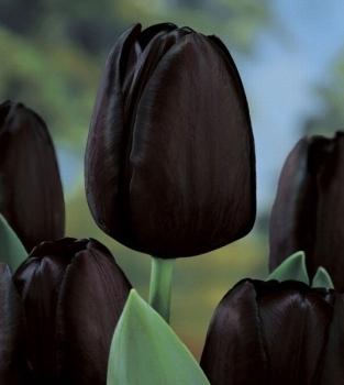 тюльпаны черные