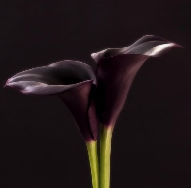 Calla lilies planting and care