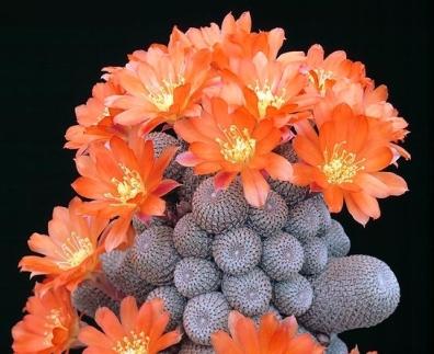 цветущие кактусы виды