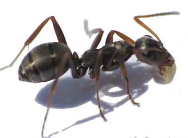 как избавиться от муравьев на участке