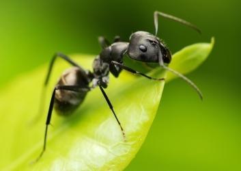 как избавиться от садовых муравьев на участке