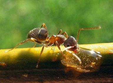как избавиться от муравьев на даче