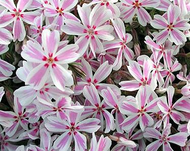 perennial phlox planting and care