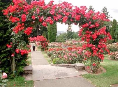 climbing plants for fence photo