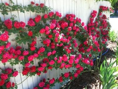 perennial climbing plants for fence