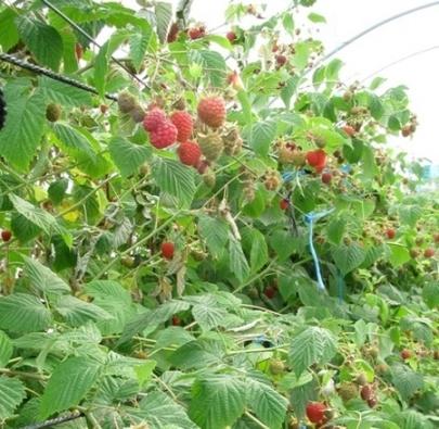 raspberry repairing planting and care