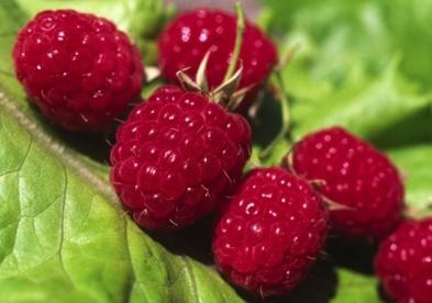 planting raspberries