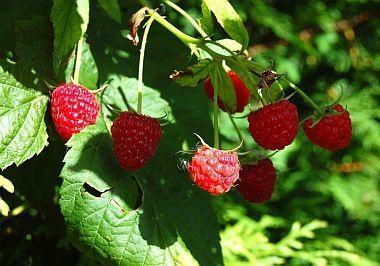 remont raspberries in spring