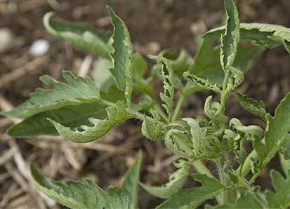 leaves are twisted in tomatoes