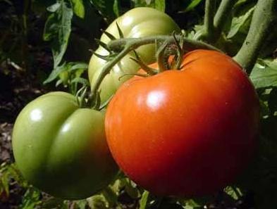 outdoor tomatoes