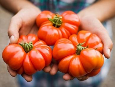 tall tomatoes in open ground