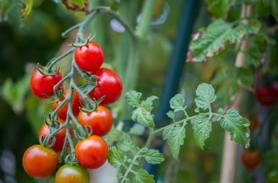 early tomatoes for open ground