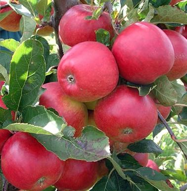 how to prune old apple trees