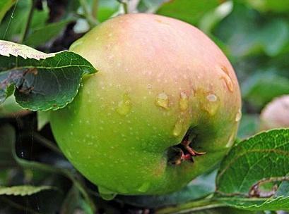 how to prune an apple tree in the fall