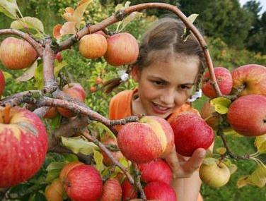 how to prune an apple tree