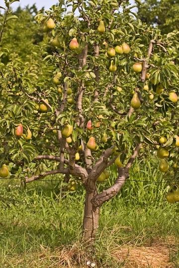 pear pruning in autumn