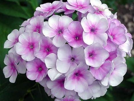 when is it better to transplant phlox