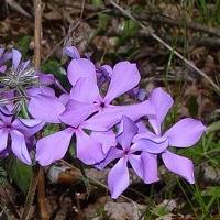 when to transplant phlox