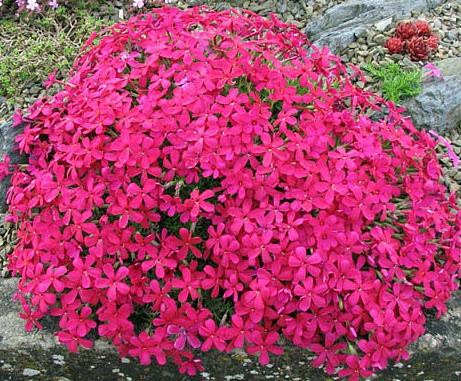 when you can transplant phlox