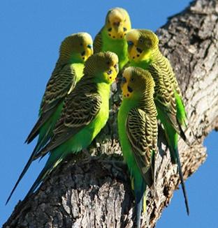 how many years have budgies