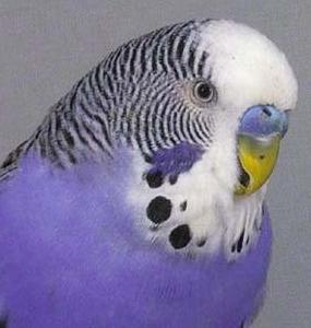 budgerigar