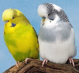 budgies