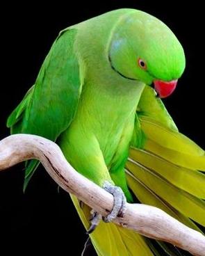 ожереловый попугай фото