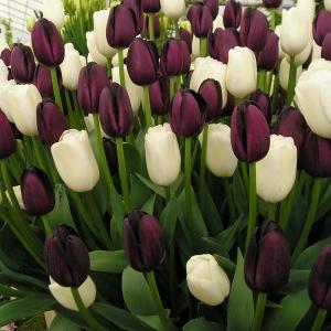 how to grow tulips from bulbs