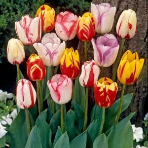 how to grow tulips at home