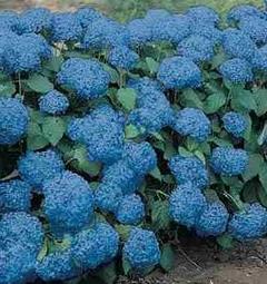 how to hide hydrangea for the winter