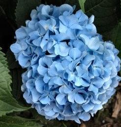 how to harbor hydrangeas for the winter