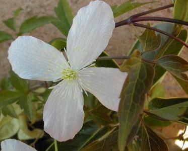 clematis shelter