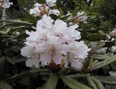 how to cover rhododendrons