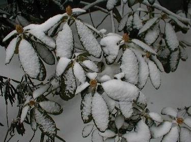 how to cover rhododendrons for the winter