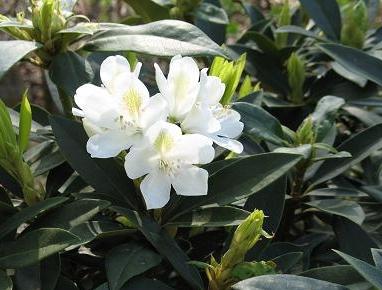 how to shelter rhododendron for the winter