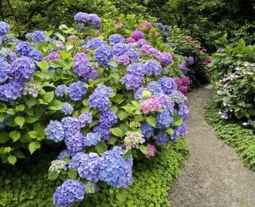 how to prune hydrangea in the fall