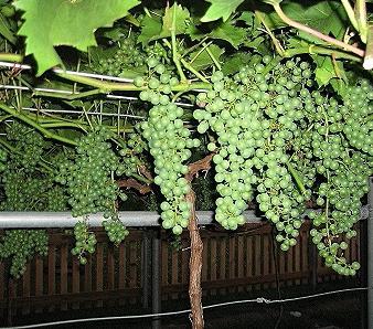 как садить виноград в сибири