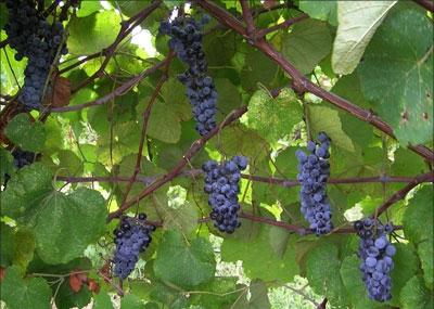 как сохранить виноград на зиму