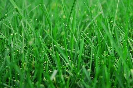 Исследования влияния катка на посев газонной травы