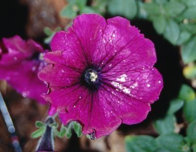 Petunia diseases and pests