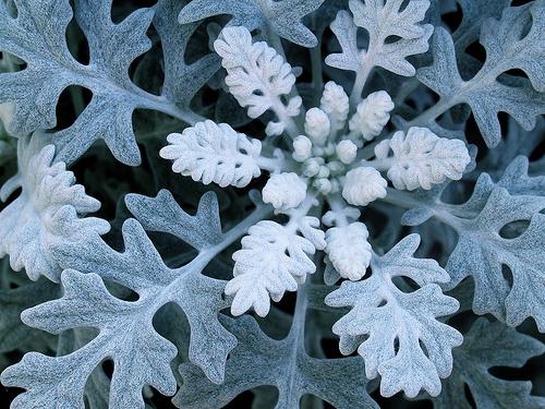 Cineraria silvery seed cultivation